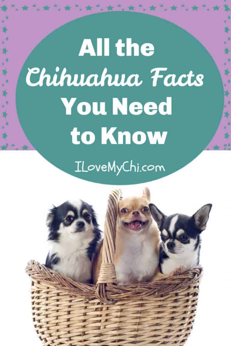 all-the-chihuahua-facts-you-need-to-know-i-love-my-chi