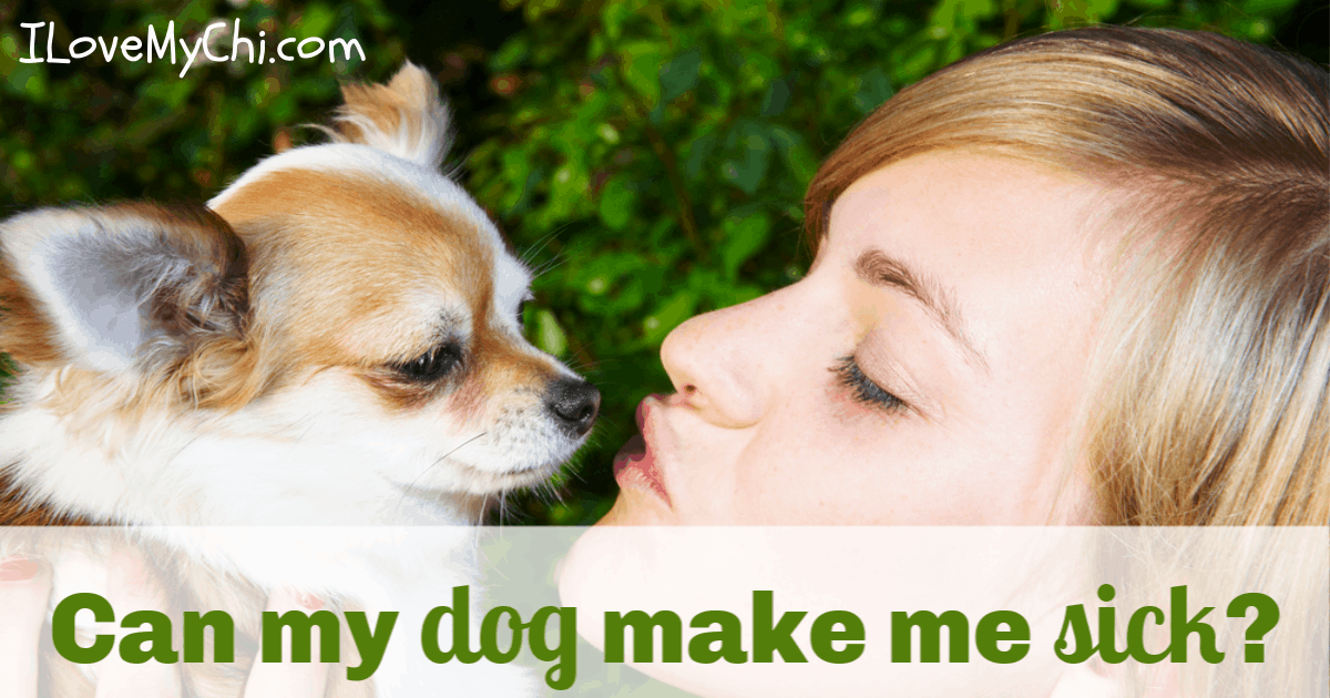 Can my dog make me sick? - I Love My Chi