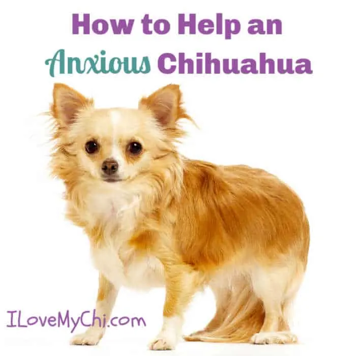 anxious long hair chihuahua