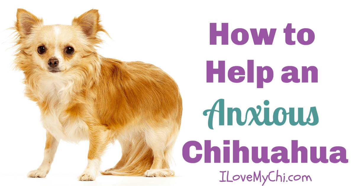 are chihuahuas good for anxiety