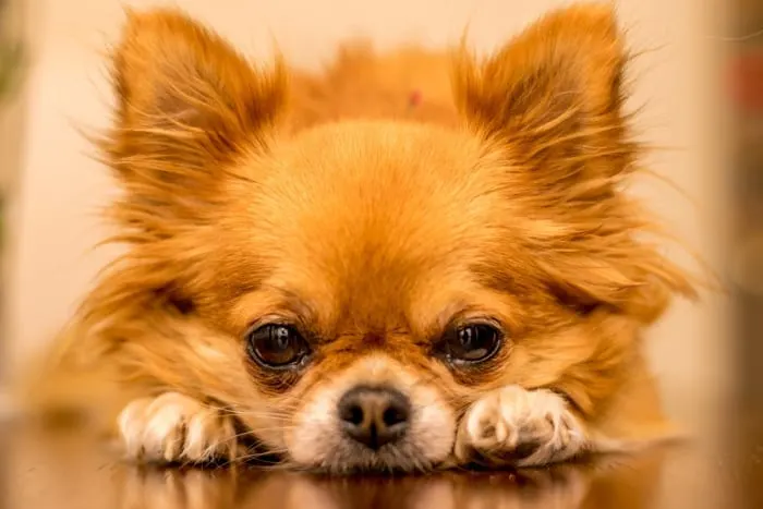 closeup of face of a red long hair chihuahua