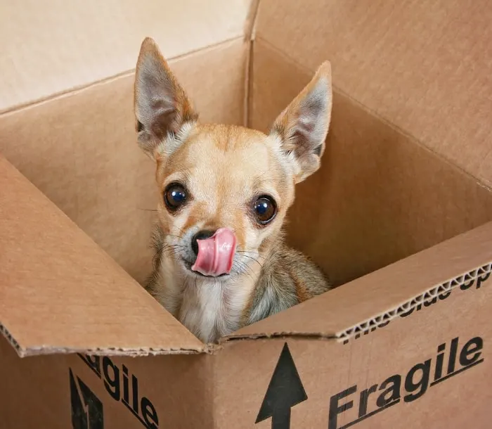fawn chihuahua in cardboard box with tongue sticking out