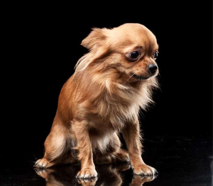 Fawn long hair timid chihuahua on black background