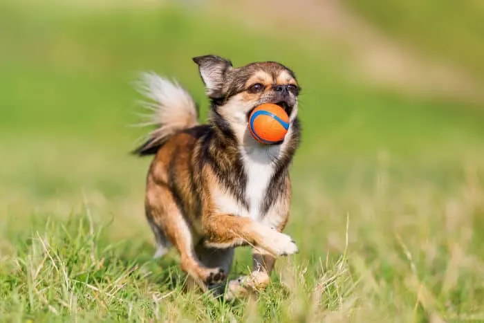 Running chihuahua with ball in mouth.