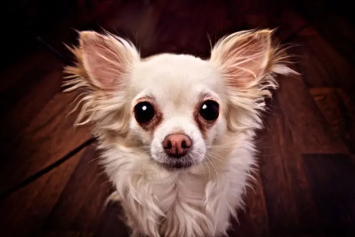 scared white long hair chihuahua