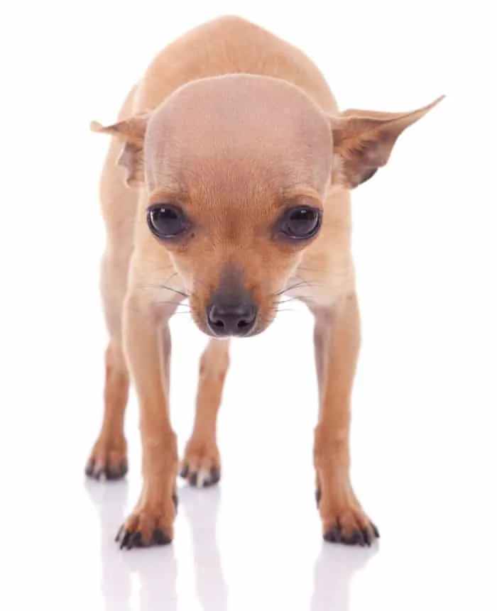 scared fawn chihuahua