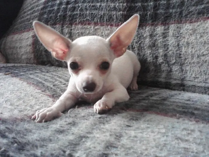 white chihuahua puppy on couch 
