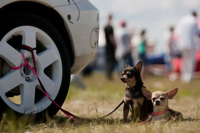 2 chihuahuas tied to an RV wheel