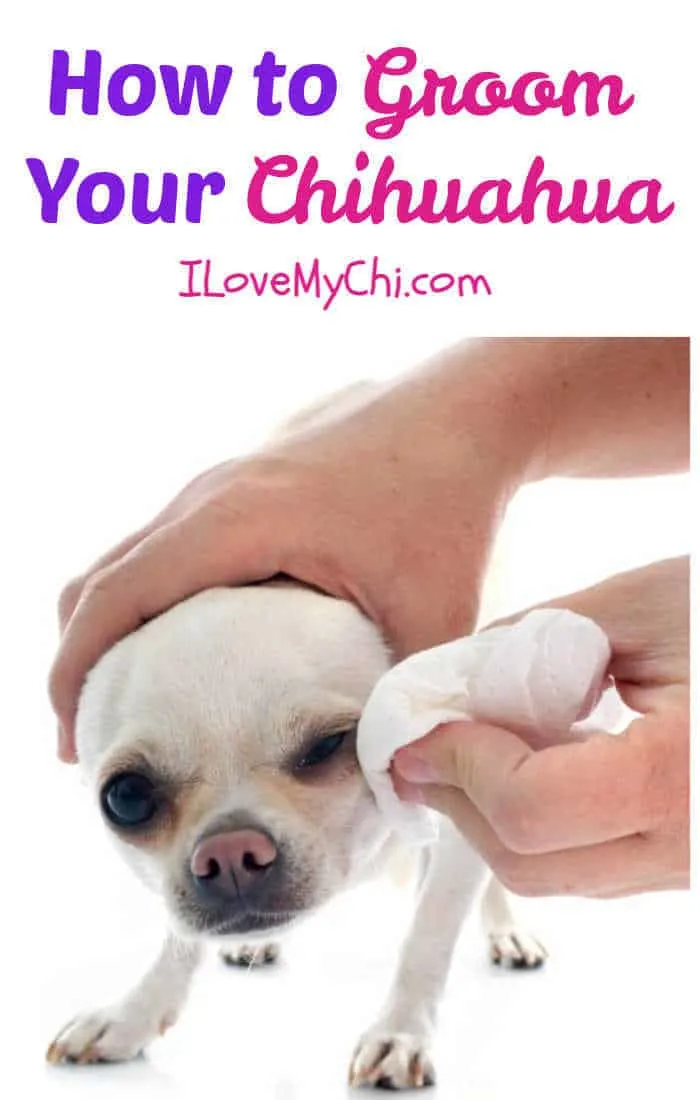 white chihuahua getting face cleaned