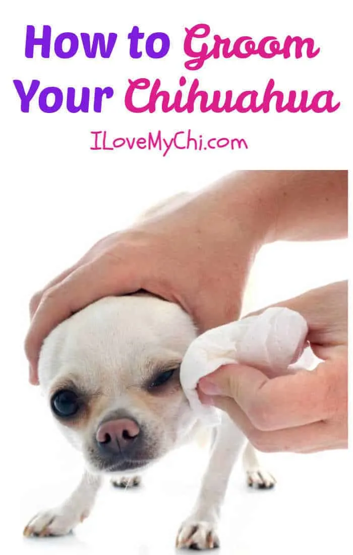 Grooming Your Chihuahua - I Love My Chi