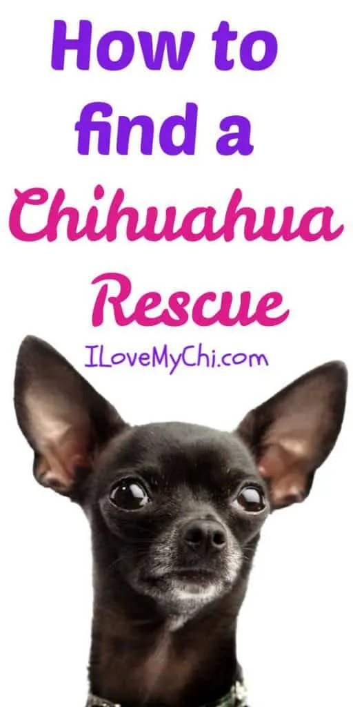 Chihuahua available for store adoption