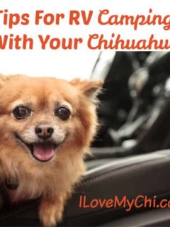 chihuahua on a car seat in a RV