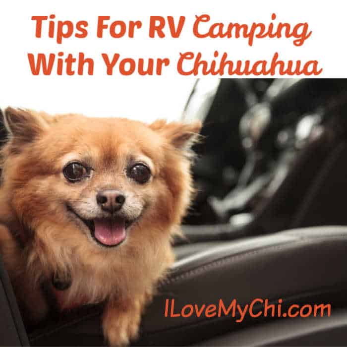chihuahua on a car seat in a RV