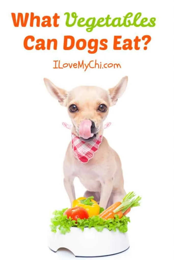chihuahua in front of dog bowl of vegetables