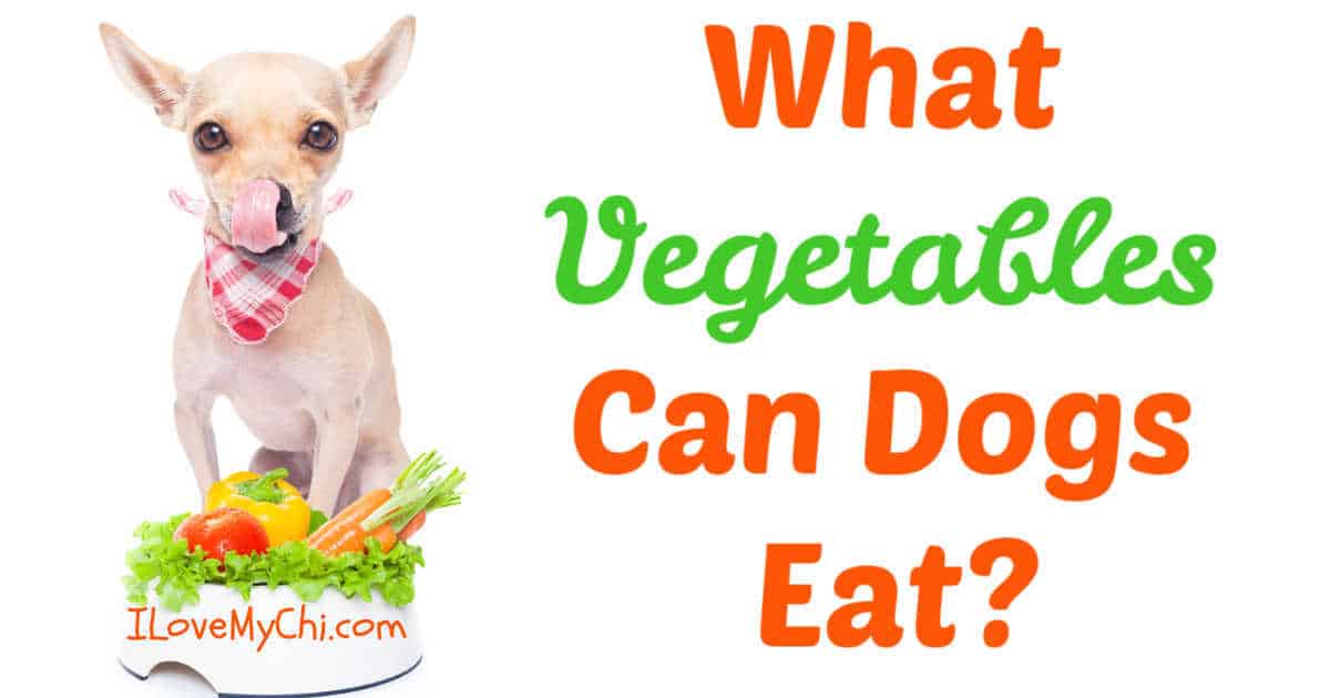 What Vegetables Can Dogs Eat? I Love My Chi