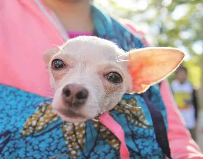 Closeup of chihuahua being carried in a woman's shirt.