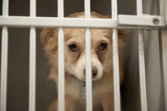 Fawn chihuahua behind white bars.