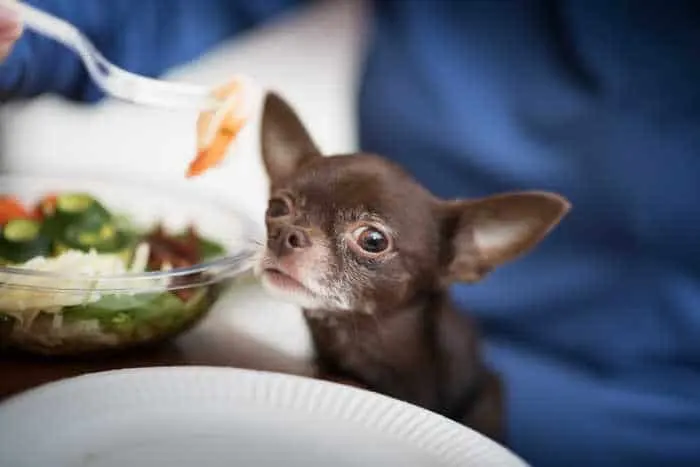 small chihuahua looking at a salad