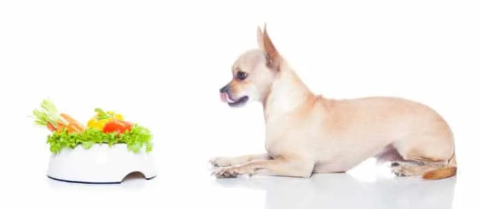 chihuahua dog with food bowl with vegetables in it