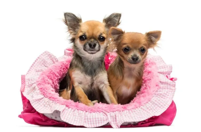2 chihuahua dogs in pink dog bed