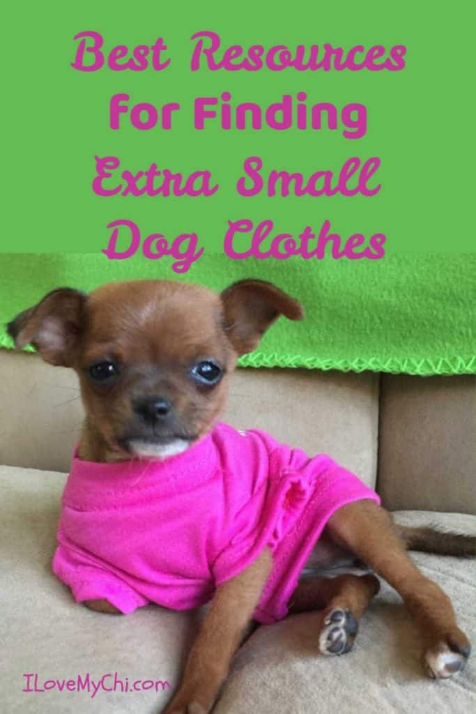 cute chihuahua puppy wearing bright pink shirt