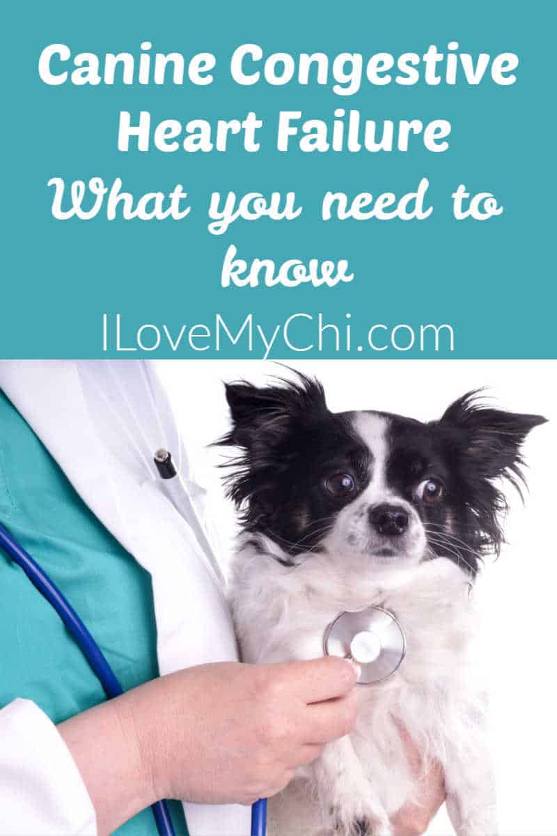 What You Need To Know About Congestive Heart Failure In Dogs I Love My Chi