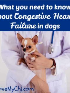 chihuahua dog being held in the arms of veterinarian