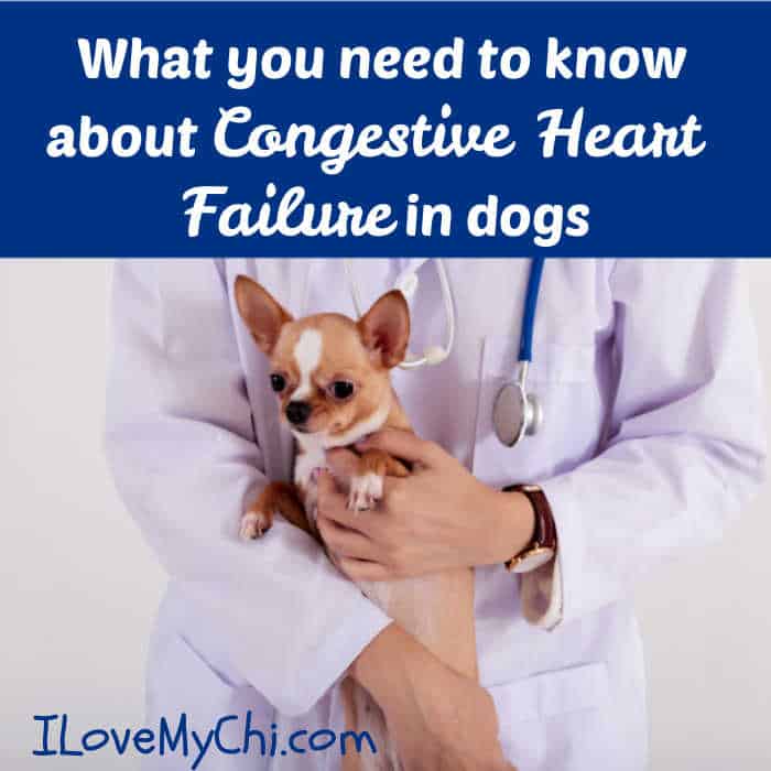 Heart Disease In Chihuahuas Captions Entry