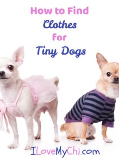 2 small chihuahuas wearing clothes