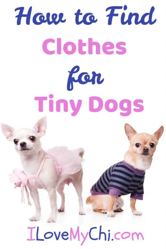 2 tiny dogs wearing clothes