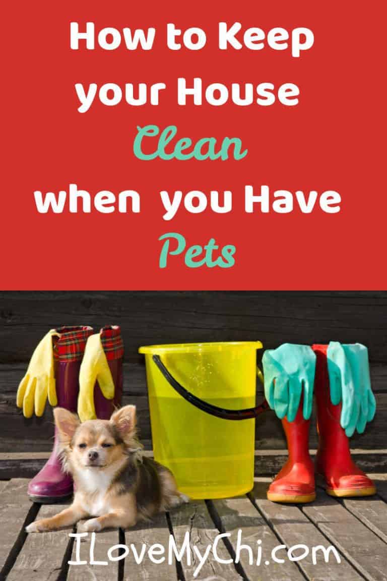 How to Keep your House Clean when you Have Pets I Love My Chi