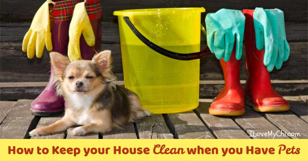 How to Keep your House Clean when you Have Pets - I Love My Chi