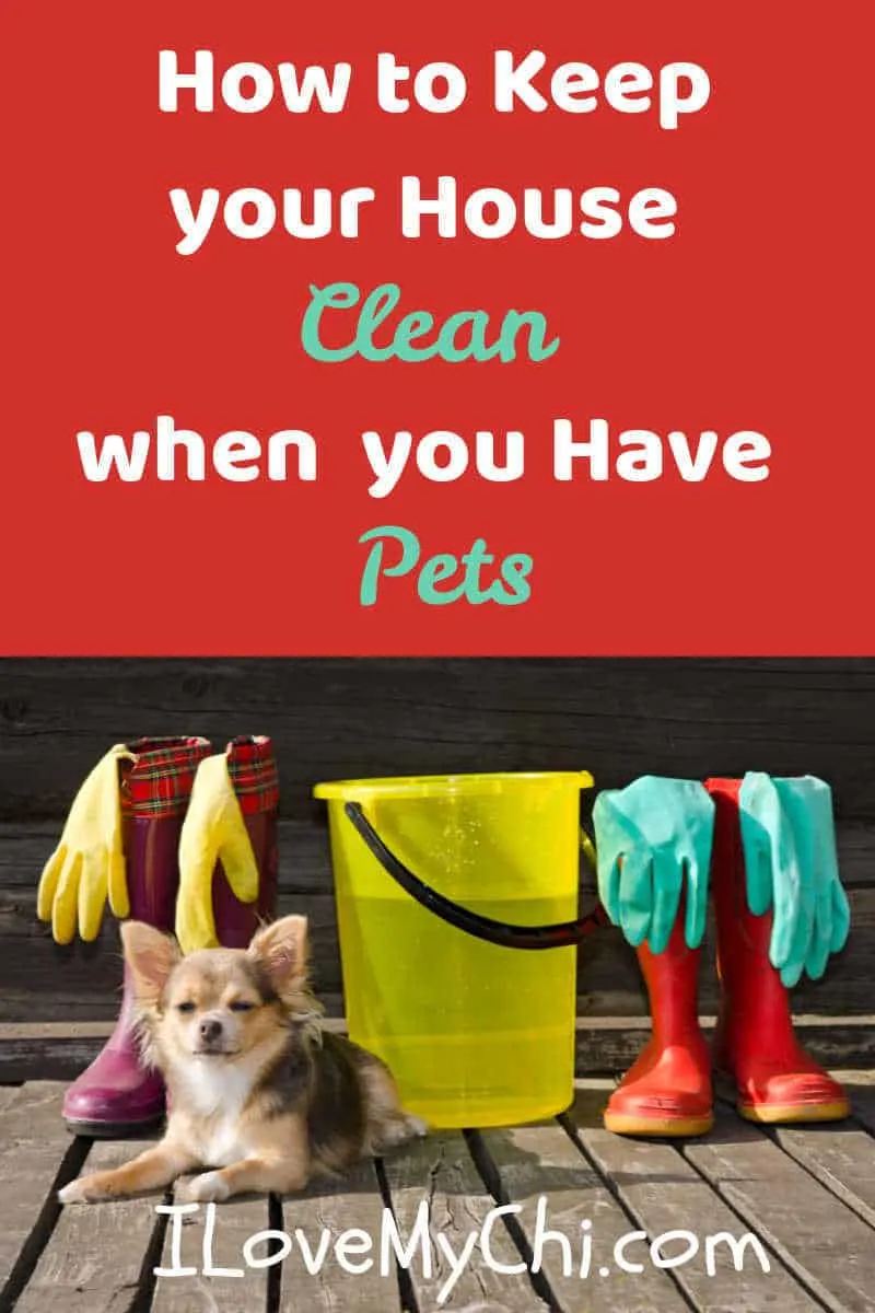 How to Keep your House Clean when you Have Pets - I Love My Chi