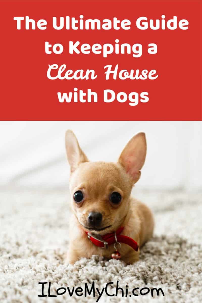 How to Keep your House Clean when you Have Pets I Love My Chi