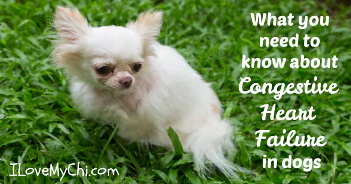 What You Need To Know About Congestive Heart Failure In Dogs I Love My Chi