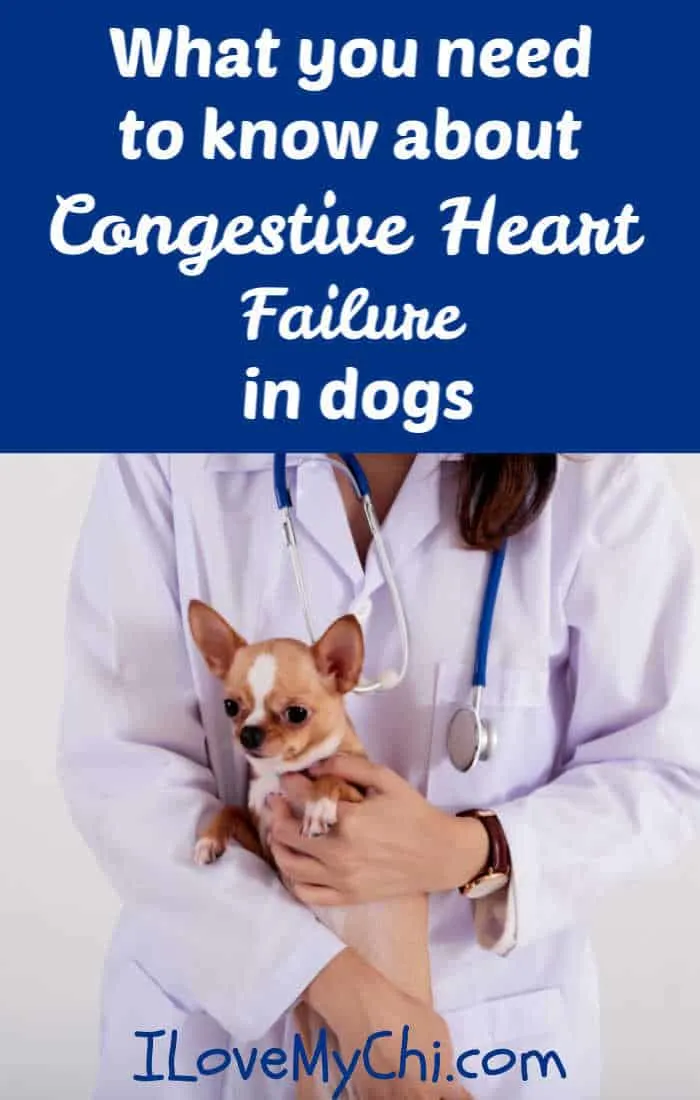 how to treat congestive heart failure in dogs