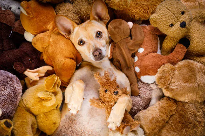 chihuahua laying in teddy bears 