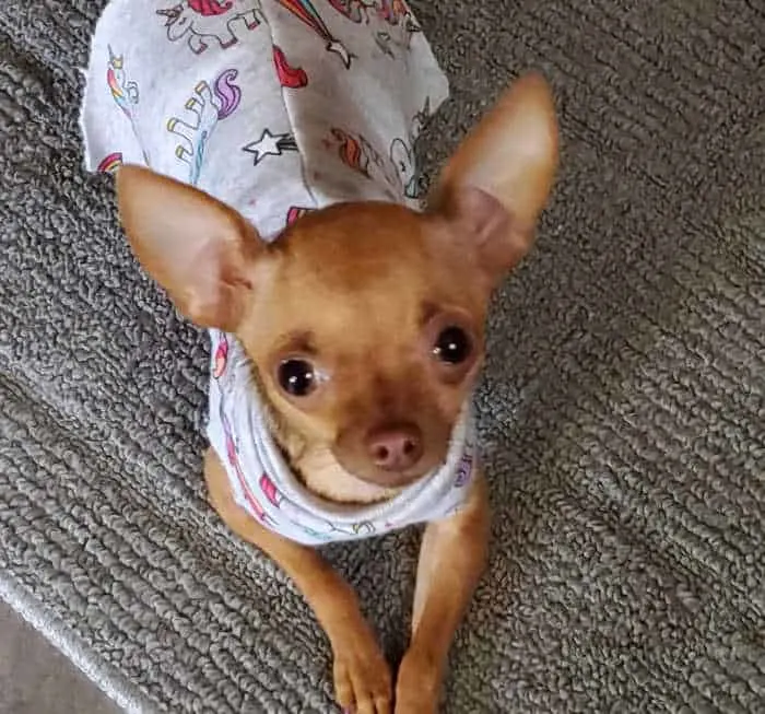 fawn chihuahua in dress