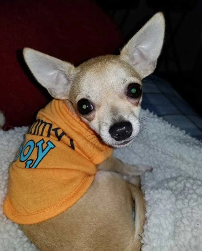 fawn chihuahua in orange shirt