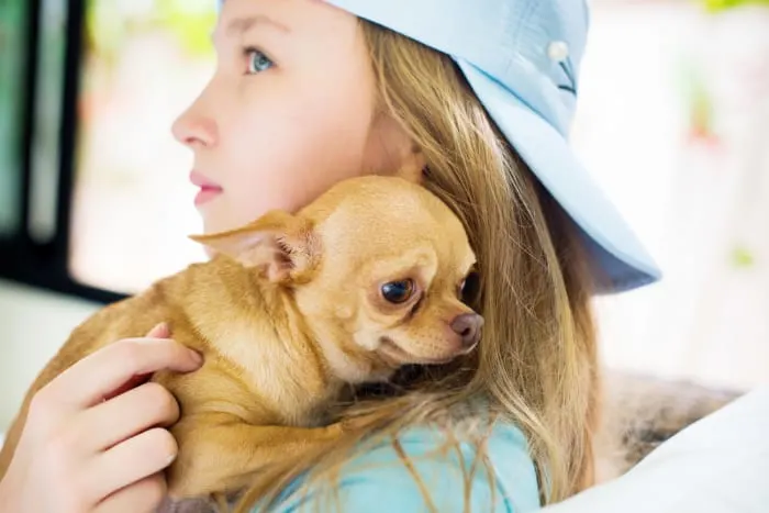 teenage girl holding a fawn chihuahua