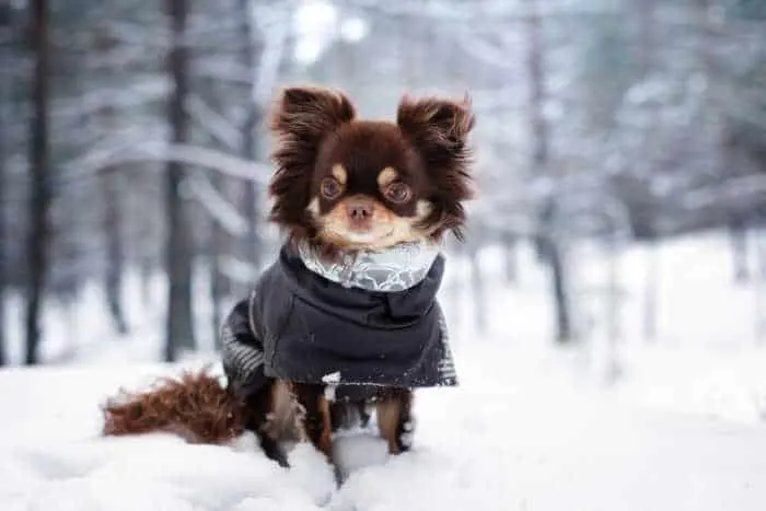 long hair chihuahua wearing coat outside in snow