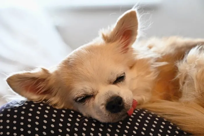 Sleeping sick fawn colored chihuahua.