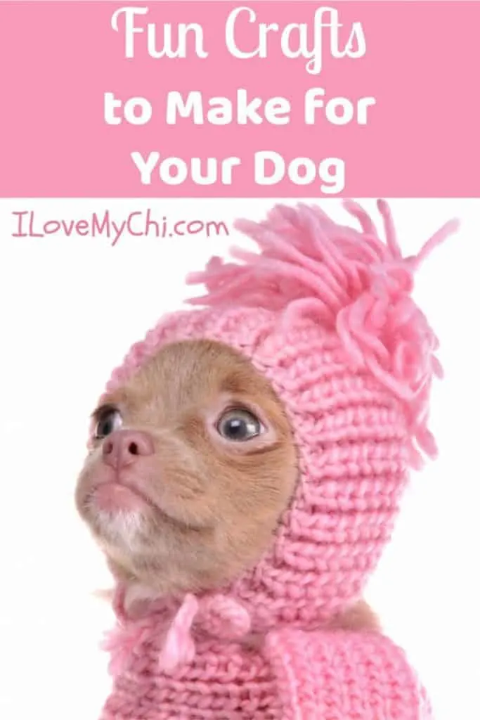 cute fawn chihuahua wearing pink knitted hat