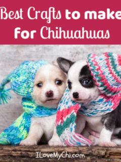 2 small chihuahua puppies wearing knitted scarfs and hats