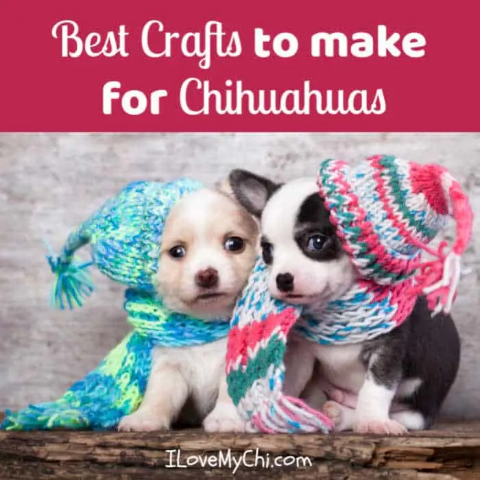 2 small chihuahua puppies wearing knitted scarfs and hats