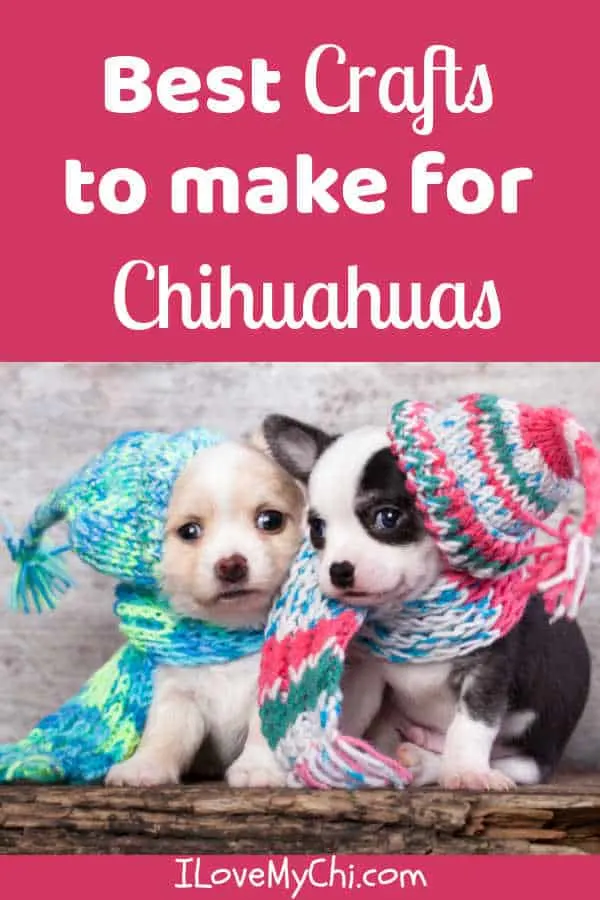 2 small chihuahua puppies wearing knitted scarfs and hats