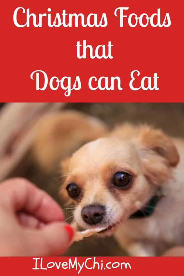 what-food-can-chihuahuas-eat