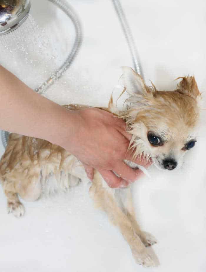 chihuahua getting a bath