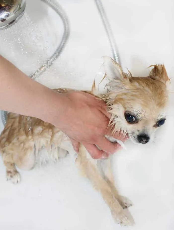 chihuahua getting a bath