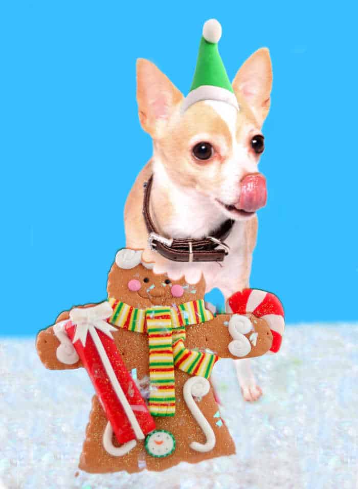 chihuahua by a gingerbread cookie